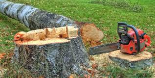 Best Utility Line Clearance  in Essex Village, CT