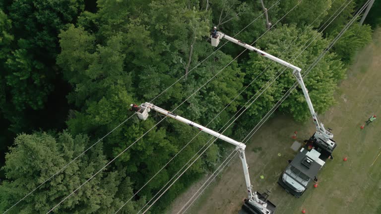 Best Root Management and Removal  in Essex Village, CT